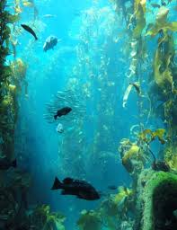 Photosynthesis: 3-D Ocean Farming (Performance Task)